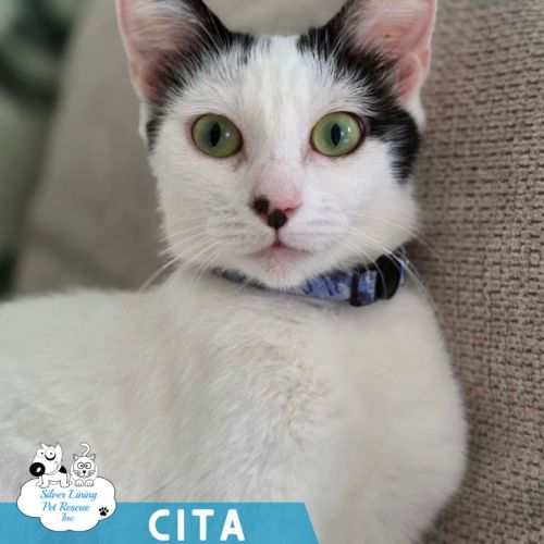 Cita