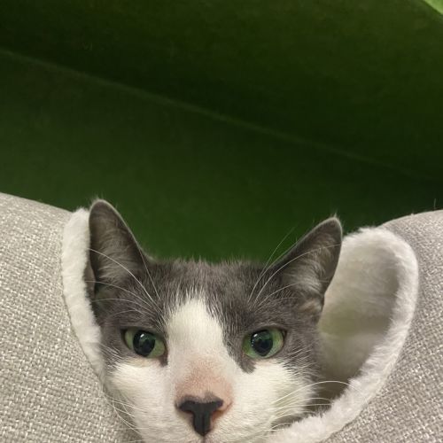Bubbles (bonded With Oreo)