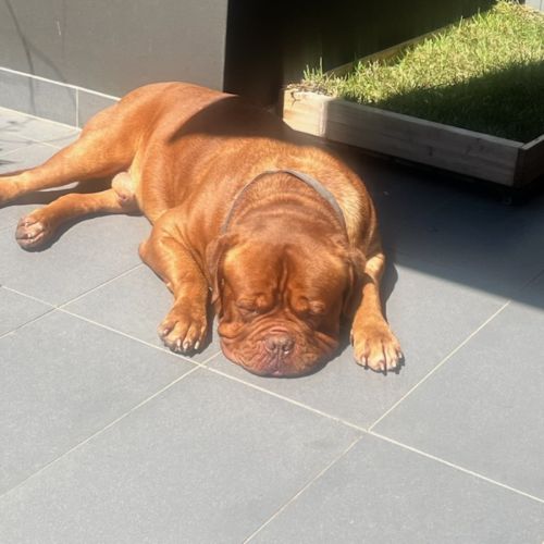 No photo for Bosco
