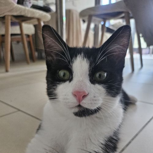 No photo for Felix
