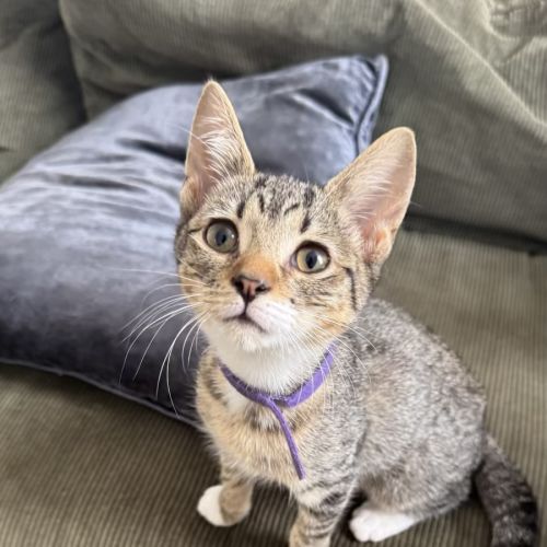 Kit