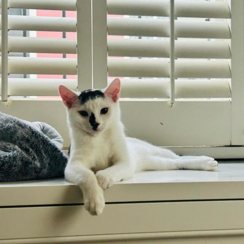 Georgie