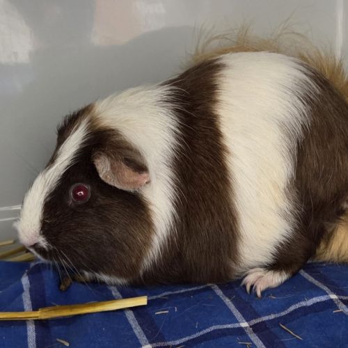 Oreo