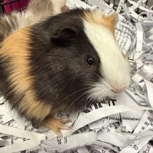Gizmo