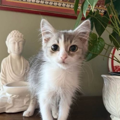 No photo for Pebbles
