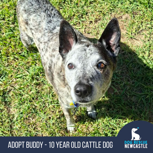 Buddy - 10 Year Old Cattle Dog