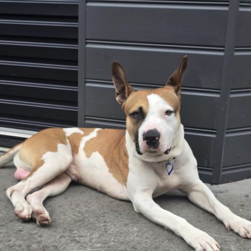 Chase - 20 Month Old Staffy X