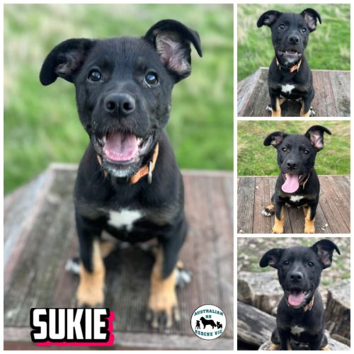 No photo for Sukie 