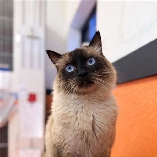 Figaro