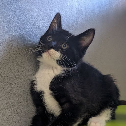 No photo for Kuro