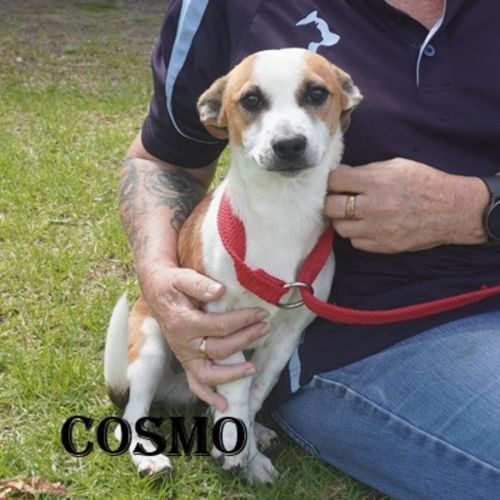 No photo for Cosmo