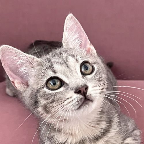 Seraphina
