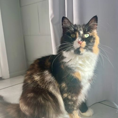 Kat Kat
