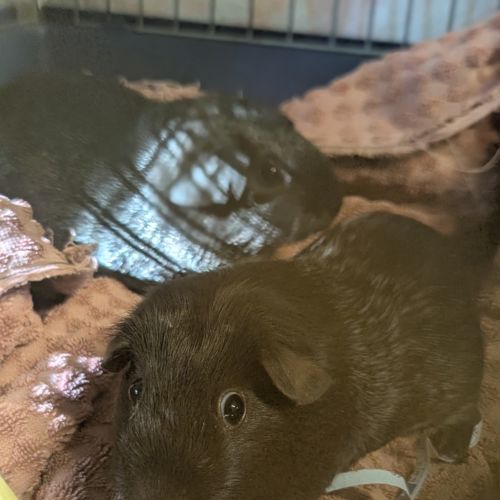 Tina 