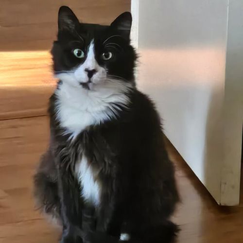 Drake *9 Lives Project Rescue*
