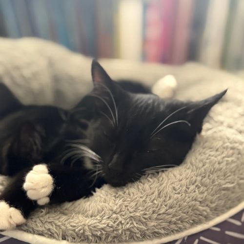 Mittens