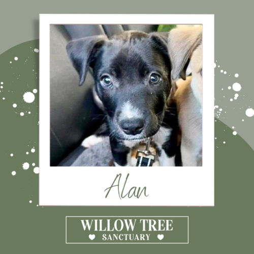 Alan