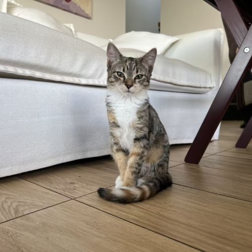 No photo for Goldie