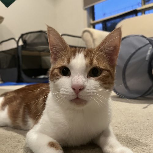 No photo for Schnoogums