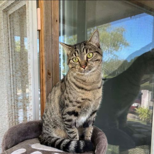 No photo for Tigger