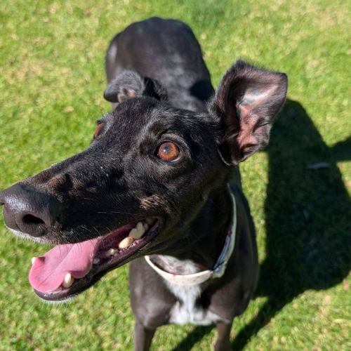Kino The Greyhound