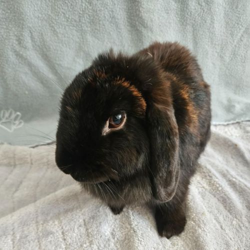 Juno 