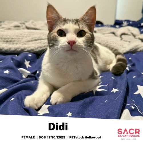 Didi