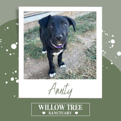 No photo for Amity