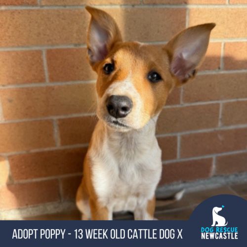Poppy - 13 Week Old Cattle Dog X