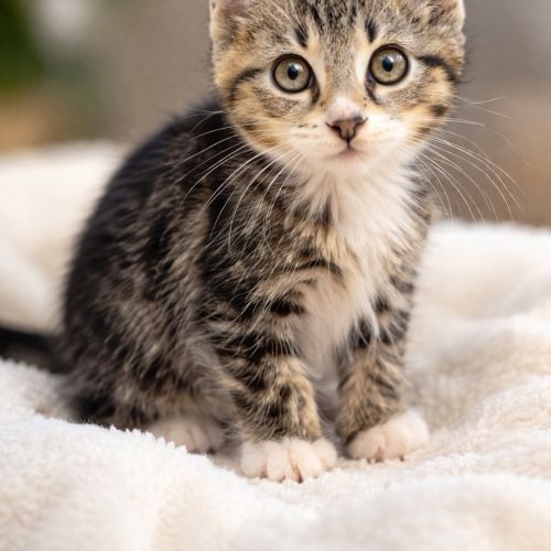 Mittens