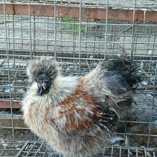 Rooster
