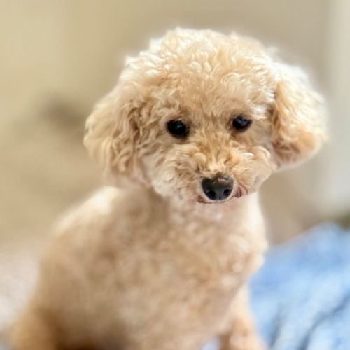 Millie