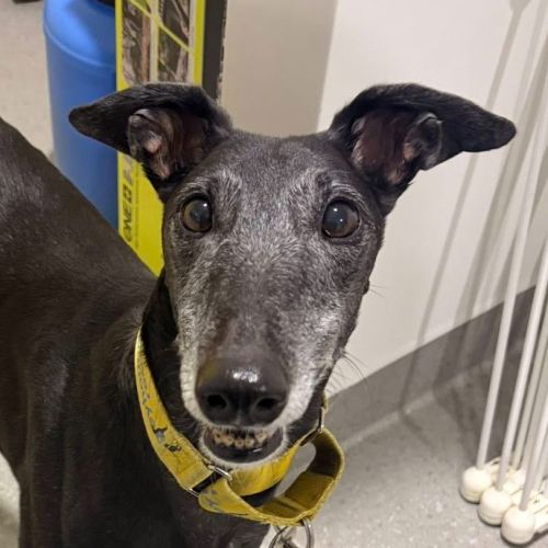 Swifty The Greyhound