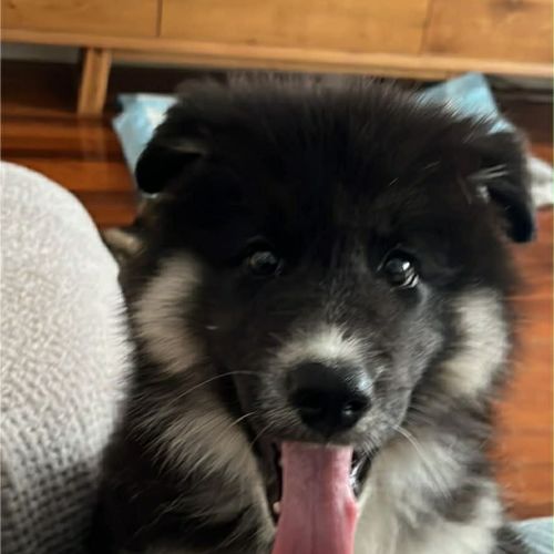 No photo for Koda