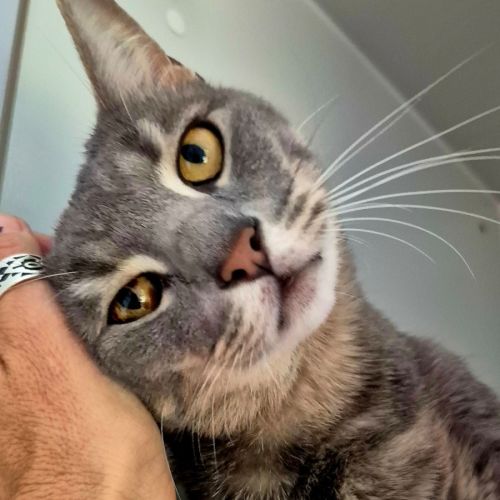 No photo for Smokey (7657)