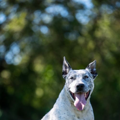 Pepper