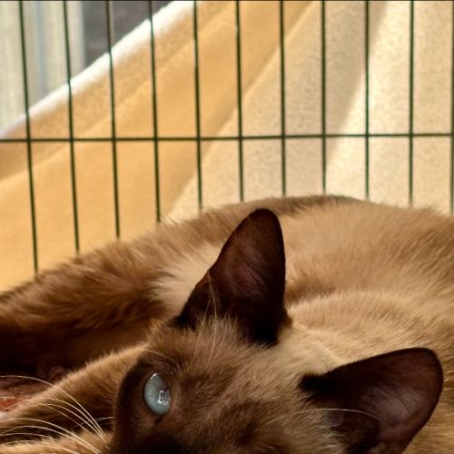 No photo for Sapphire
