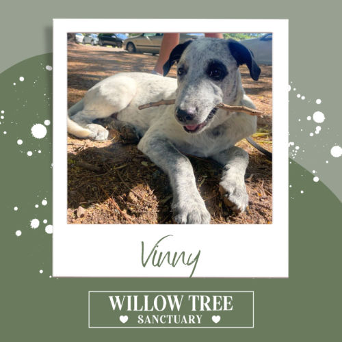 No photo for Vinny