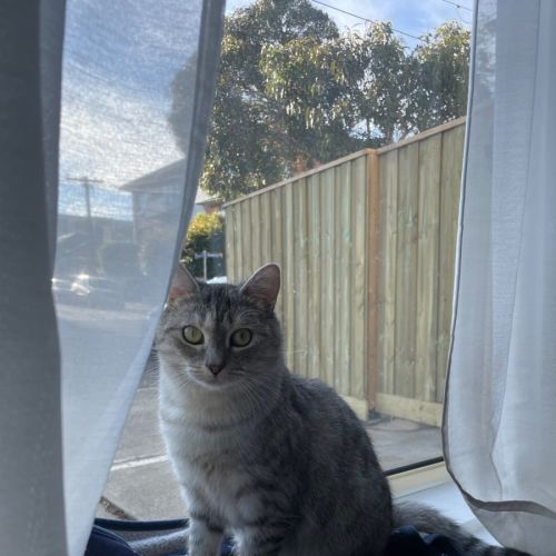 Bunyip - The Rogue of the Rescue World! 🐾💥