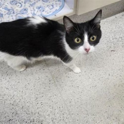 Oreo