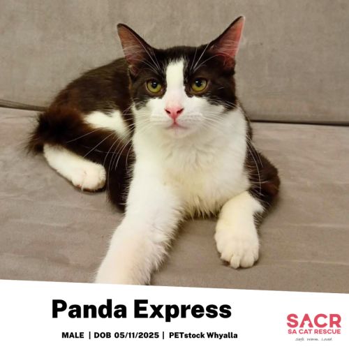 No photo for Panda Express