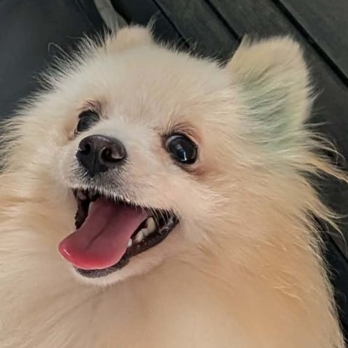 No photo for Mochi