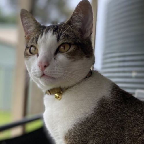 Mandu