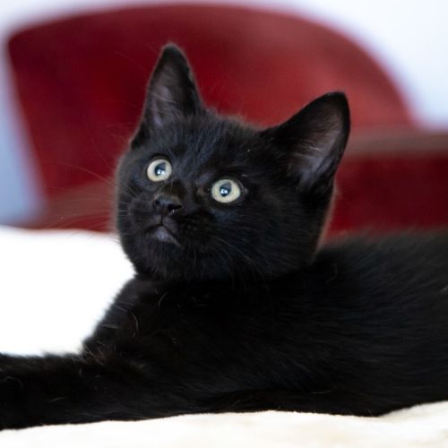 Cocoa