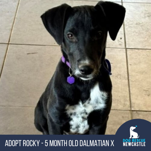 Rocky - 5 Month Old Dalmatian X Swiss Shepherd