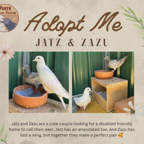 Jatz & Zazu