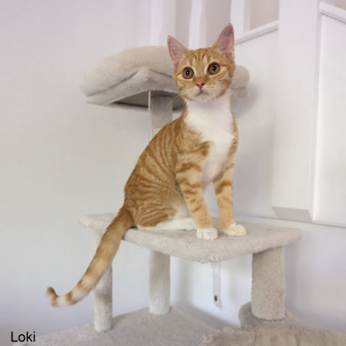 Loki