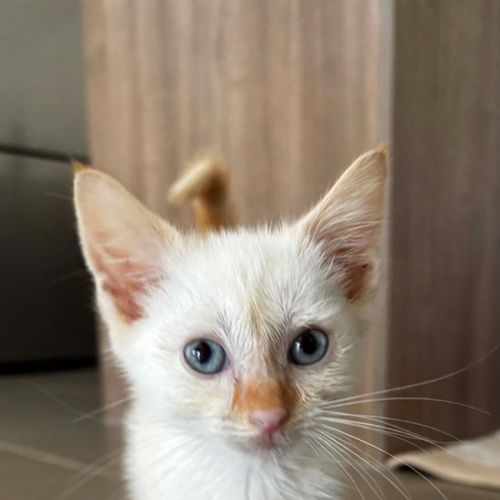 Tofu