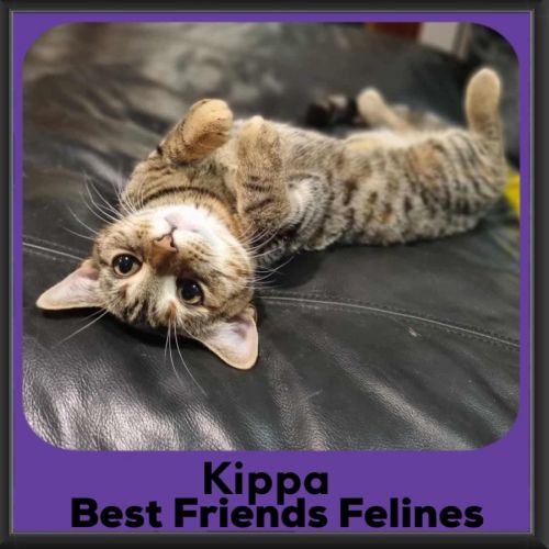 Kippa
