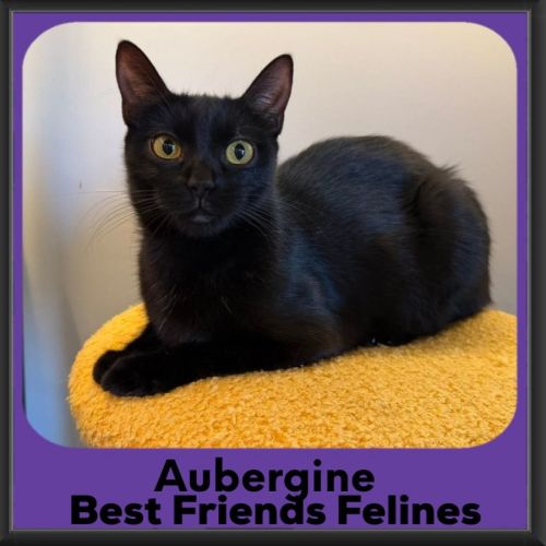 Aubergine